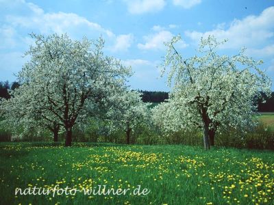 Kirsche Prunus sp. Foto W. Willner 172