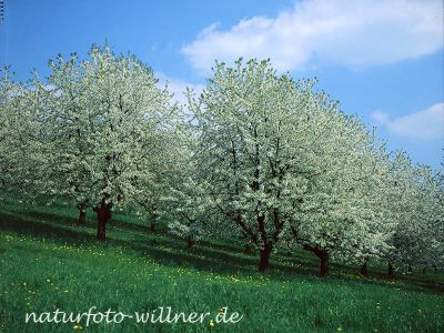 Kirsche Prunus sp. Foto W. Willner 664