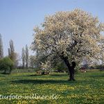 Kirsche Prunus sp. Foto W. Willner 670