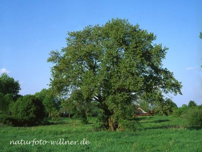 Kirsche Prunus sp. Foto W. Willner 941
