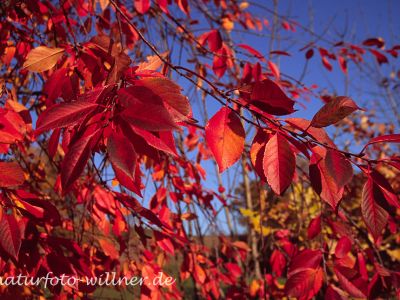 Kirsche Prunus sp. Herbstlaub Foto W. Willner -18002