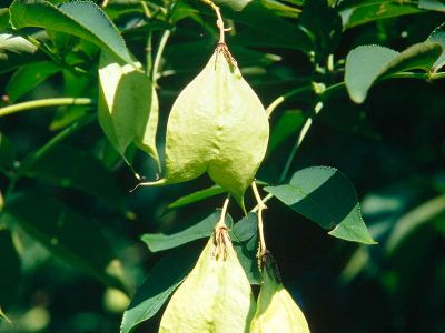 Klappernuß Staphylea pinnata Foto W. Willner-3