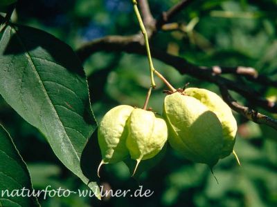 Klappernuß Staphylea pinnata Foto W. Willner-4
