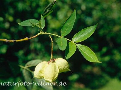 Klappernuß Staphylea pinnata Foto W. Willner-5