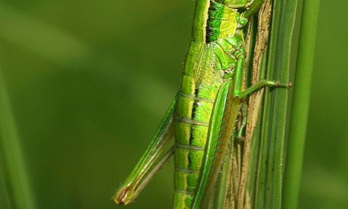 Kleine Goldscherecke 1 Foto W. Willner