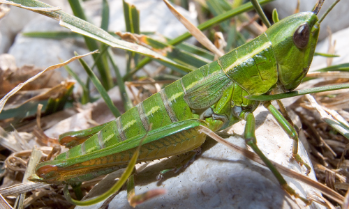 Kleine Goldscherecke 3 Foto W. Willner