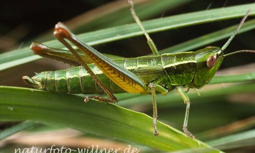 Kleine Goldschrecke (Euthystira brachyptera) Foto W. Willner-9