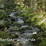 Naturfoto Willner Naturfoto Willner