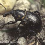 Kleiner Pestwurzrüssler (Liparus germanus) Foto W. Willner-3