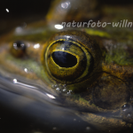 Kleiner Wasserfrosch 10 Foto W. Willner