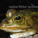 Kleiner Wasserfrosch 8 Foto W. Willner