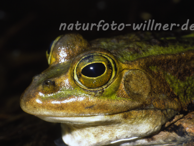 Kleiner Wasserfrosch 8 Foto W. Willner