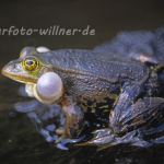 Kleiner Wasserfrosch Rana lessonae 4 Foto W. Willner