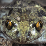 Knoblauchkröte 10 Foto W. Willner