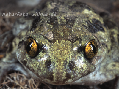Knoblauchkröte 10 Foto W. Willner