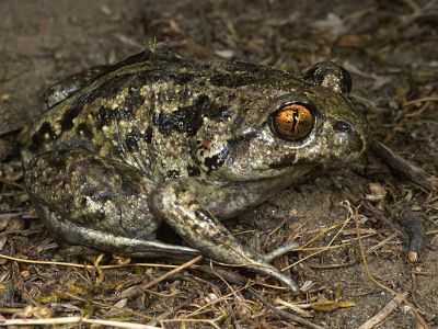 Knoblauchkröte 14 Foto W. Willner