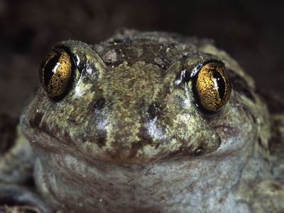 Knoblauchkröte 16 Foto W. Willner