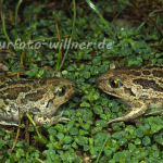 Knoblauchkröte 17 Foto W. Willner