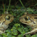 Knoblauchkröte 18 Foto W. Willner