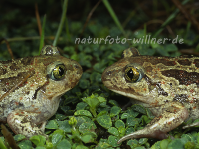 Knoblauchkröte 18 Foto W. Willner