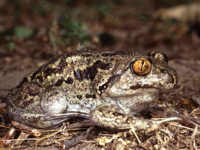 Knoblauchkröte 3 Foto W. Willner