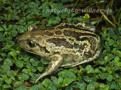 Knoblauchkröte 8 Foto W. Willner