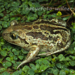 Knoblauchkröte 8 Foto W. Willner