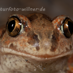 Knoblauchkröte Pelobates fuscus Foto Wolfgang Willner Naturfoto-10