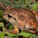 Knoblauchkröte Pelobates fuscus Foto Wolfgang Willner Naturfoto-15