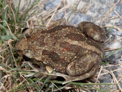 Knoblauchkröte Pelobates fuscus Foto Wolfgang Willner Naturfoto-4-2
