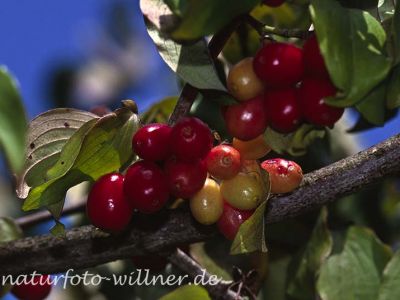 Kornelkirsche (Cornus mas) Foto W. Willner
