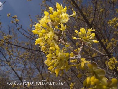 Kornelkirsche (Cornus mas) Foto W. Willner1.tif-4