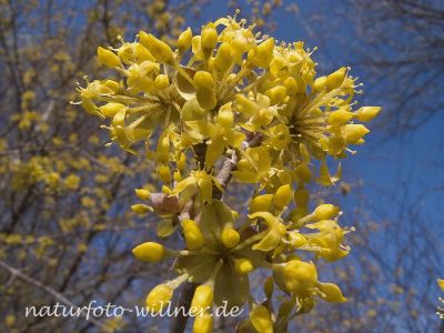 Kornelkirsche (Cornus mas) Foto W. Willner1.tif