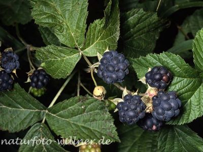 Kratzbeere (Rubus caesius)