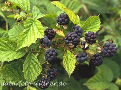 Kratzbeere (Rubus caesius)