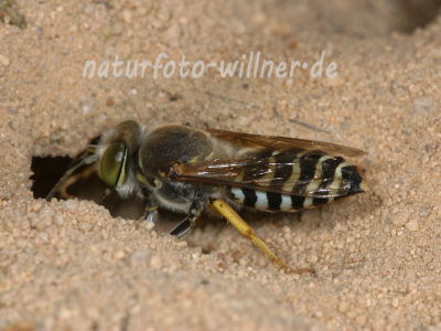 Kreiselwespe 1 Foto W. Willner