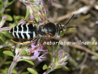 Kreiselwespe 39 Foto W. Willner