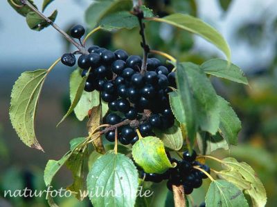 Kreuzdorn Rhamnus carthatica Foto W. Willner-2