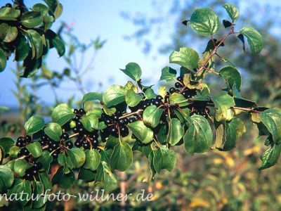 Kreuzdorn Rhamnus carthatica Foto W. Willner-3