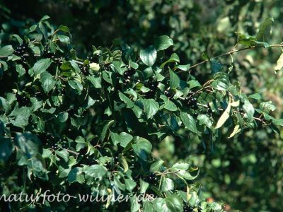 Kreuzdorn Rhamnus carthatica Foto W. Willner-4