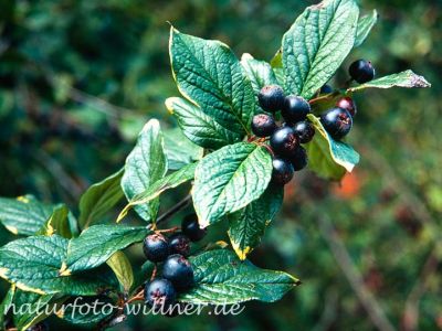 Kreuzdorn Rhamnus carthatica Foto W. Willner-6