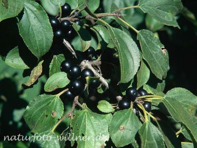 Kreuzdorn Rhamnus carthatica Foto W. Willner-8