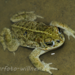 Kreuzkröte 12 Foto W. Willner