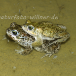 Kreuzkröte 13 Foto W. Willner