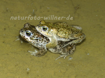 Kreuzkröte 13 Foto W. Willner