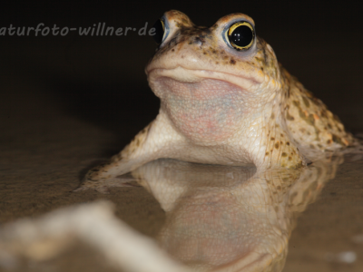 Kreuzkröte 31 Foto W. Willner
