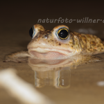 Kreuzkröte 33 Foto W. Willner
