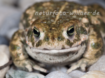 Kreuzkröte (Bufo calamita) Raupe Foto W. Willner-10