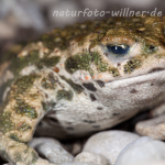 Kreuzkröte (Bufo calamita) Raupe Foto W. Willner-13