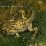 Kreuzkrötenlarve 2 Foto W. Willner